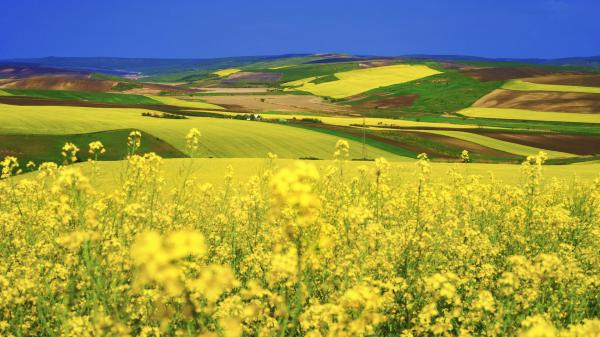 Free rapeseed summer yellow flower under blue sky hd flowers wallpaper download