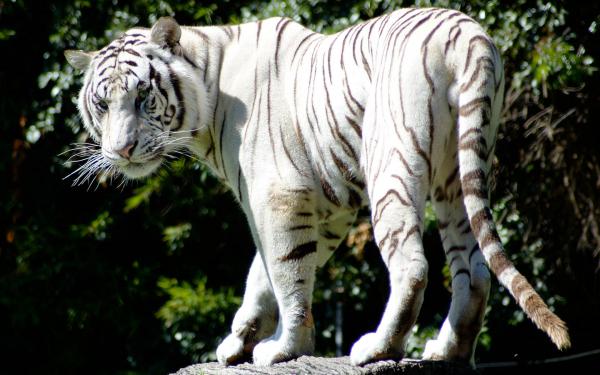 Free rare white tiger wallpaper download