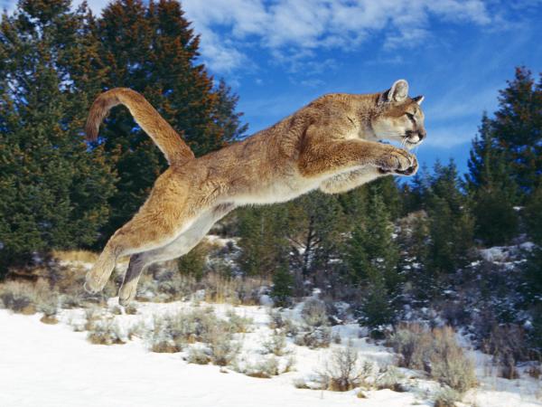 Free raw power cougar wallpaper download