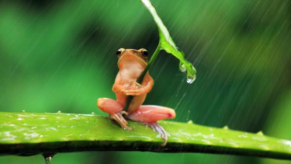 Free rd frog is sitting on aloevera holding leaf in the rain 4k hd animals wallpaper download