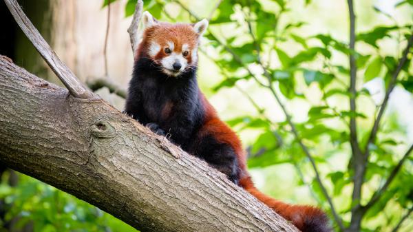 Free red and black panda is sitting in tree branch 4k 5k hd animals wallpaper download