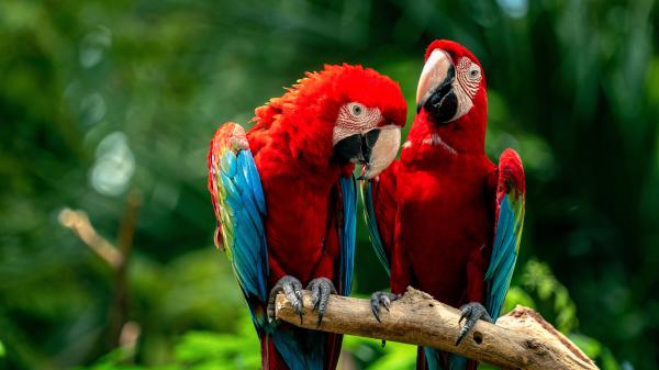 Free red and green macaw parrots with shallow background of trees 4k 5k hd birds wallpaper download