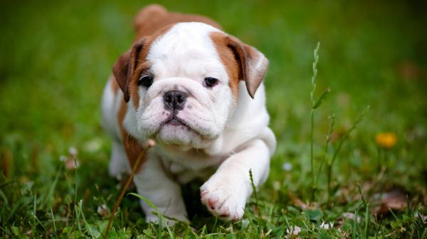 Free red and white baby english bulldog 4k hd wallpaper download