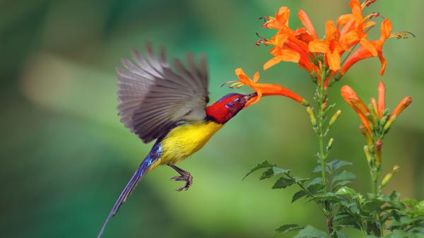 Free red and yellow bird hovering from red flower in blur background during daytime hd birds wallpaper download