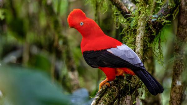 Free red black bird with crown is sitting on algae covered tree branch hd birds wallpaper download