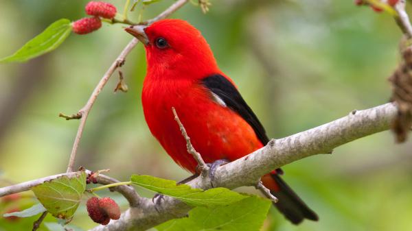 Free red black little bird is perching on plums tree branch hd birds wallpaper download