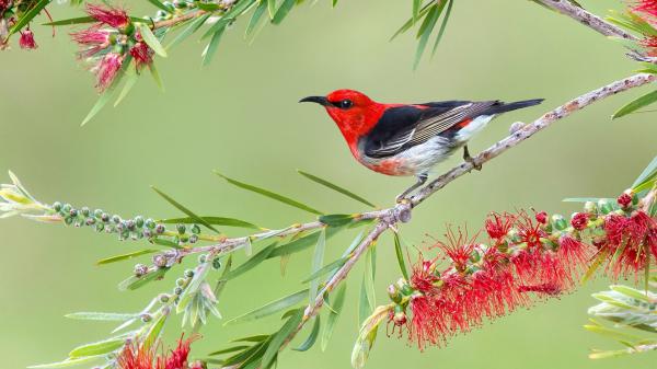 Free red black white bird on tree branch in green background hd animals wallpaper download