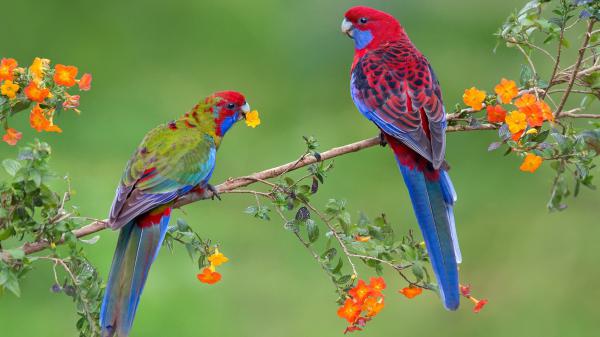 Free red blue birds on tree branch in blur green background 4k hd birds wallpaper download