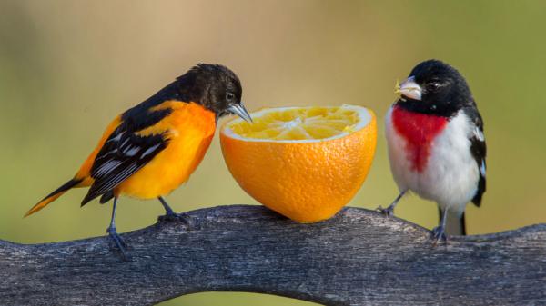 Free red breasted grosbeak and yellow black birds are eating orange standing on tree branch hd birds wallpaper download