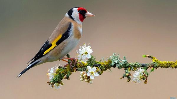 Free red brown black yellow bird on flowering branch hd animals wallpaper download