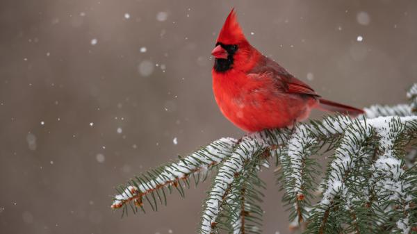 Free red cardinal bird is sitting on snow covered tree branch 4k hd birds wallpaper download