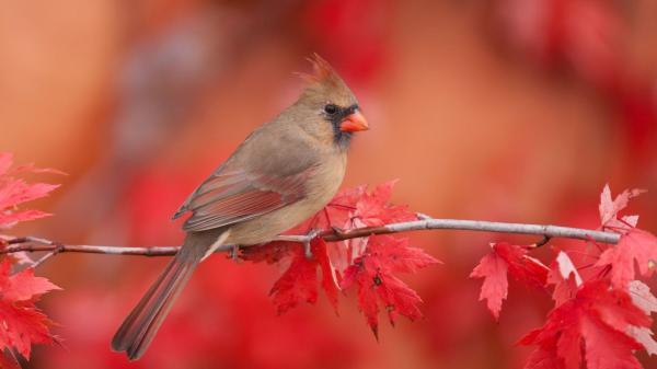 Free red cardinal bird is sitting on tree stem in blur background hd animals wallpaper download