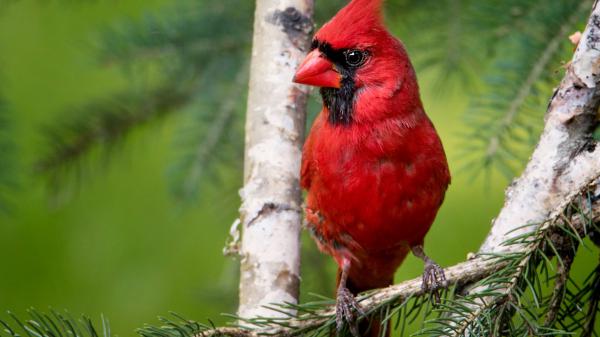 Free red cardinal is sitting on tree branch in a green background facing one side hd animals wallpaper download