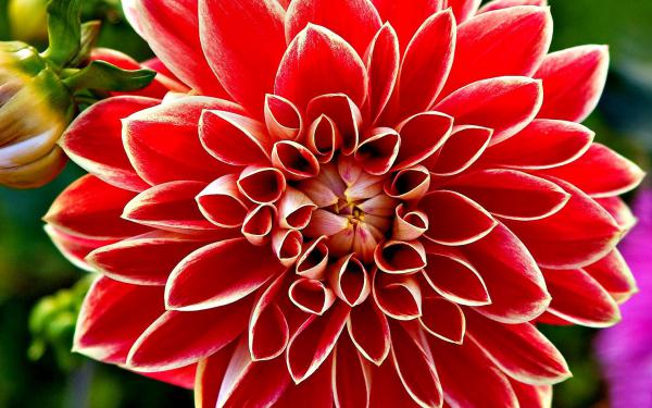 Free red dahlia wallpaper download