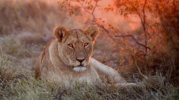 Free red eyes lion hd lion wallpaper download