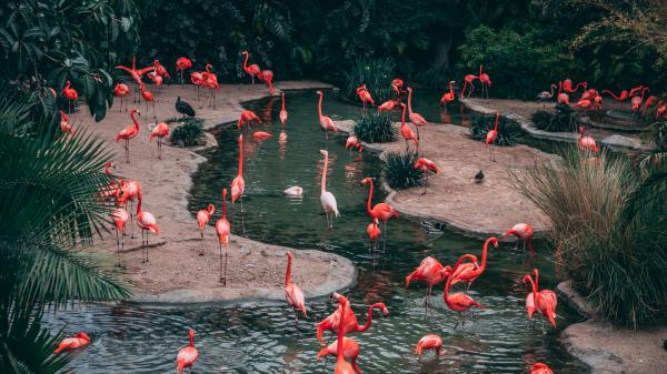 Free red flamingos on pond water hd birds wallpaper download