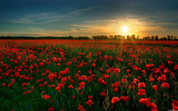 Free red flower garden wallpaper download