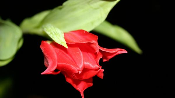 Free red flower in black wallpaper download