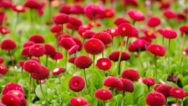 Free red flowers blossom 5k wallpaper download