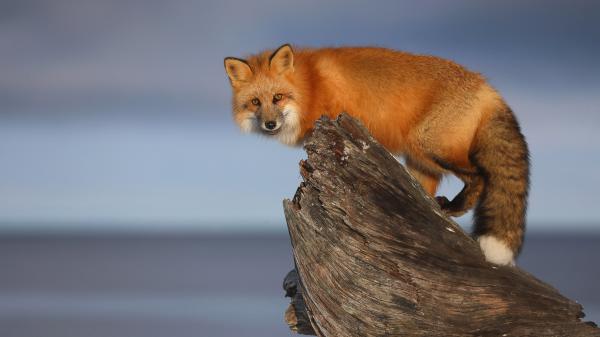 Free red fox is standing on wood hd animals wallpaper download