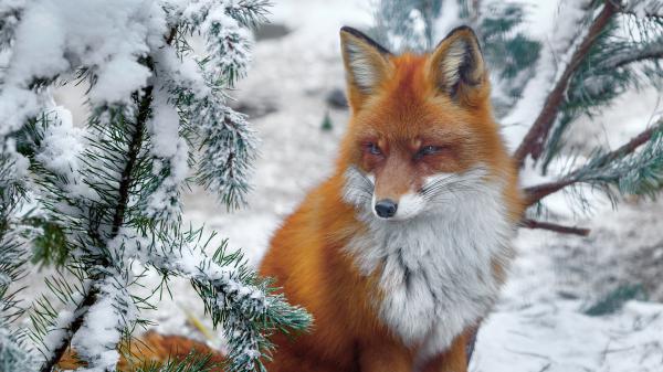 Free red fox near snow covered plant hd animals wallpaper download