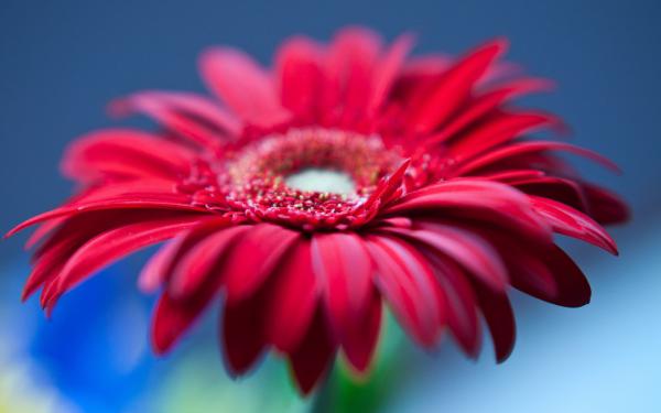 Free red gerbera daisy flower 4k wallpaper download