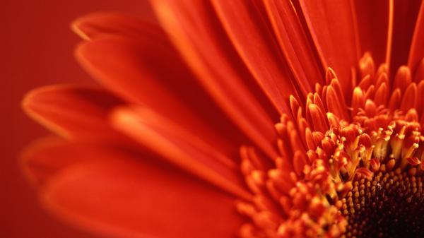 Free red gerbera daisy wallpaper download