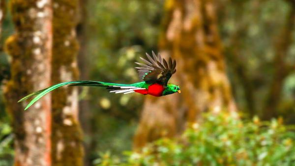 Free red green resplendent quetzal is flying in blur forest background 4k hd animals wallpaper download