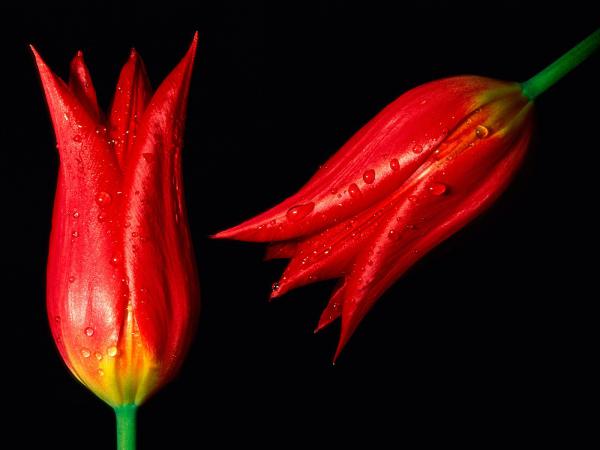 Free red hot tulips wallpaper download