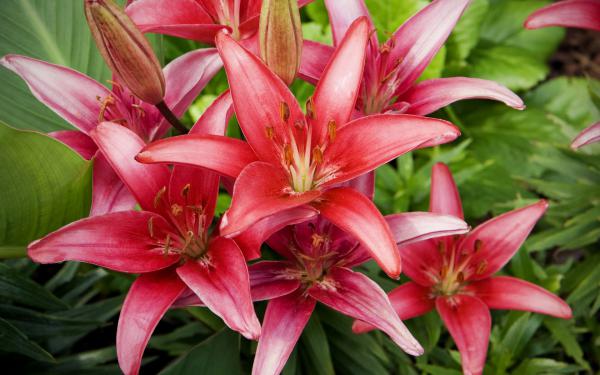 Free red lilies flowers wallpaper download