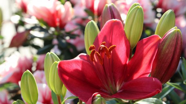 Free red lily flower 4k 5k hd flowers wallpaper download