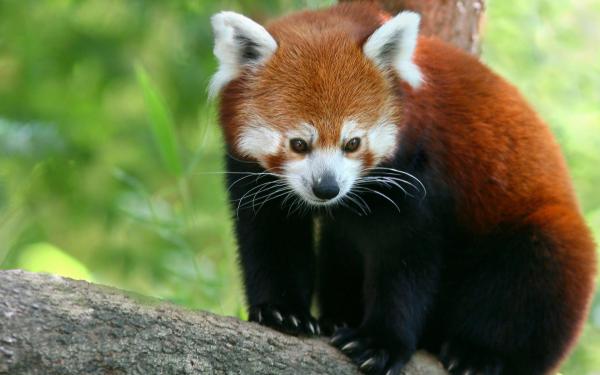 Free red panda wallpaper download