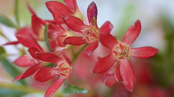 Free red petal flower plant in blur background 4k hd flowers wallpaper download