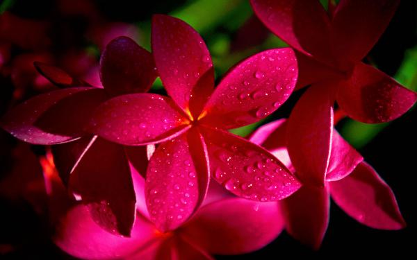 Free red plumeria flowers wallpaper download