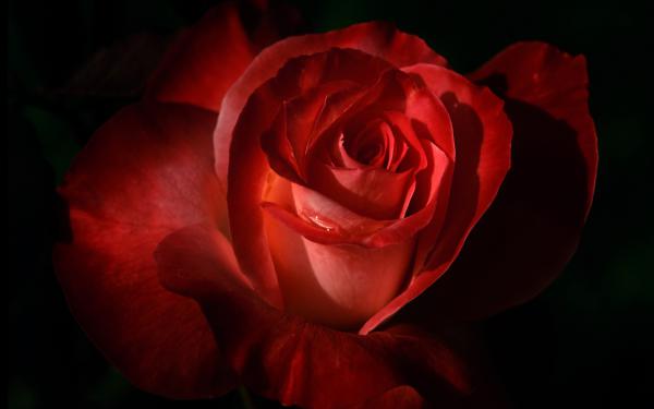 Free red rose 2 wallpaper download