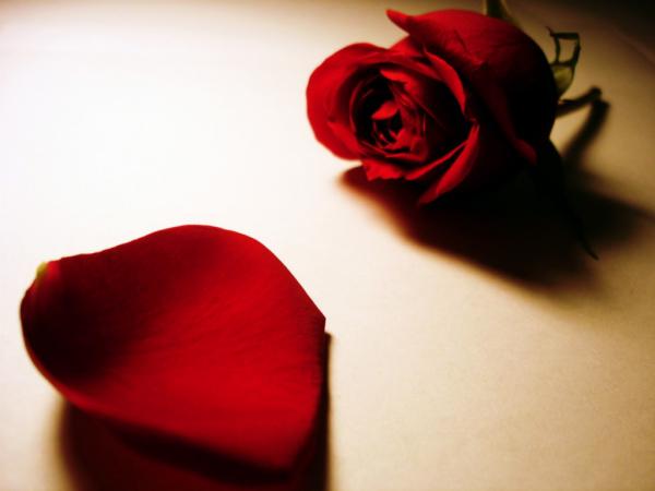 Free red rose 4 1024x768 wallpaper download