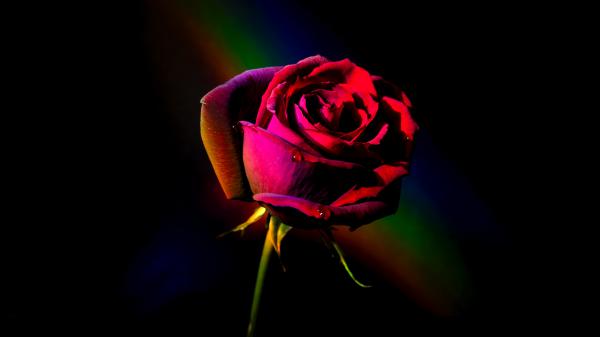 Free red rose 5k wallpaper download