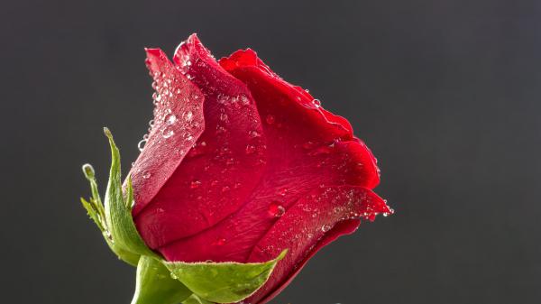 Free red rose blume flower 4k hd wallpaper download