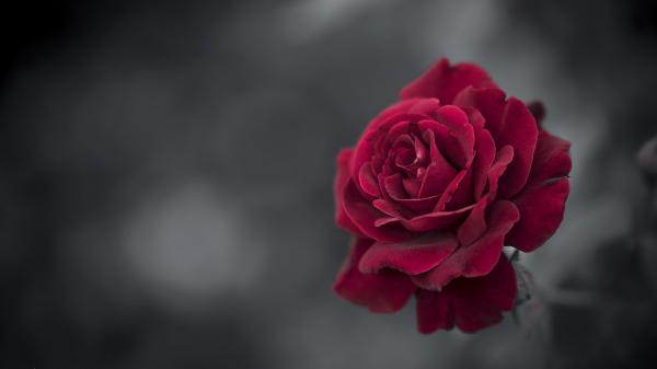 Free red rose hd wallpaper download