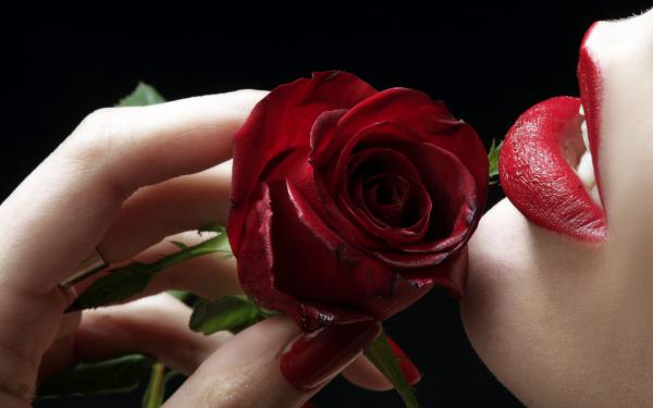 Free red rose  red lips wallpaper download