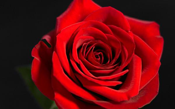 Free red rose wallpaper download