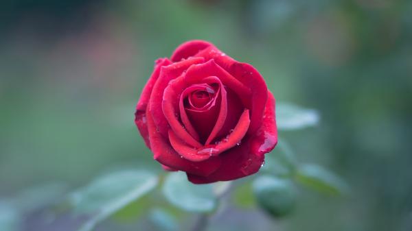 Free red rose with water drops in blur green background hd flowers wallpaper download