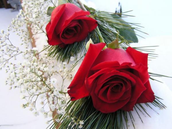 Free red roses 1024x768 wallpaper download