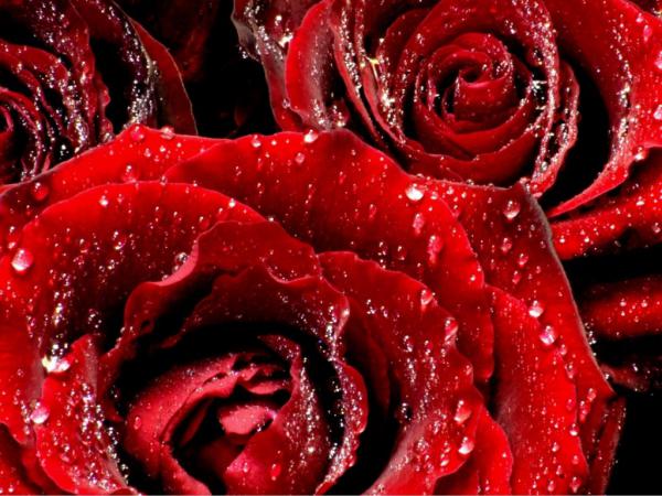 Free red roses 6 1024x768 wallpaper download