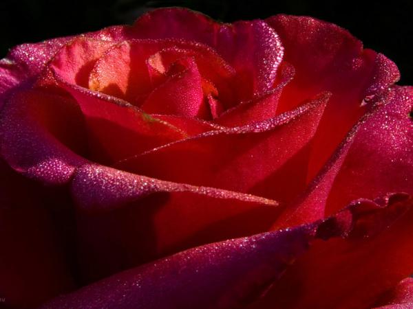 Free red roses 7 1024x768 wallpaper download