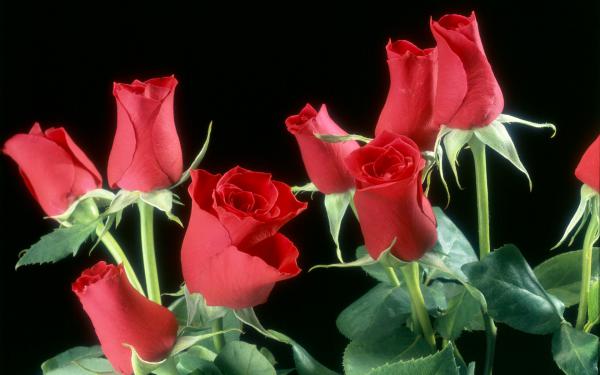 Free red roses flowers wallpaper download