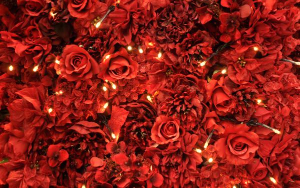 Free red roses lights wallpaper download