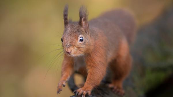 Free red squirrel is climbing on tree hd squirrel wallpaper download