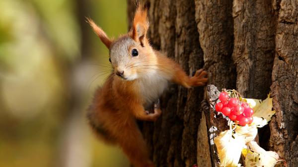 Free red squirrel is climbing on tree with shallow background hd squirrel wallpaper download