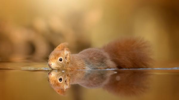 Free red squirrel is on water with reflection hd squirrel wallpaper download